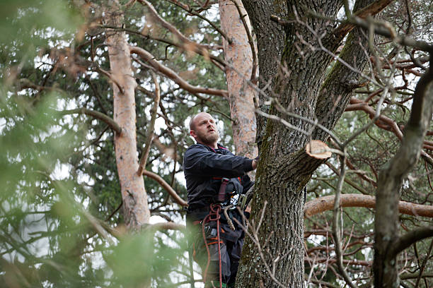 Reliable Del Monte Forest, CA Tree Services Solutions